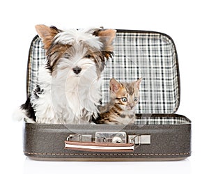 Biewer-Yorkshire terrier and bengal cat sitting in a bag. isolated