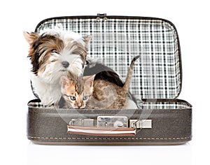 Biewer-Yorkshire terrier and bengal cat sitting in a bag. isolated