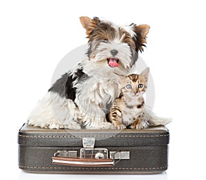 Biewer-Yorkshire terrier and bengal cat sitting on a bag. isolated on white