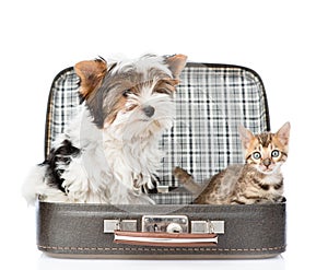 Biewer-Yorkshire terrier and bengal cat sitting in a bag. isolated on white