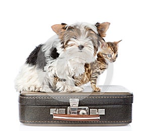 Biewer-Yorkshire terrier and bengal cat sitting on a bag. isolated on white background