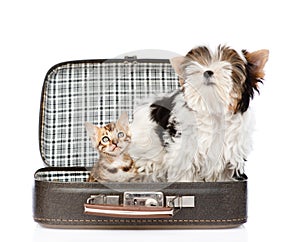 Biewer-Yorkshire terrier and bengal cat sitting in a bag on white