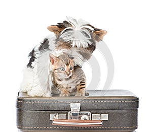 Biewer-Yorkshire terrier and bengal cat sitting on a retro bag. isolated