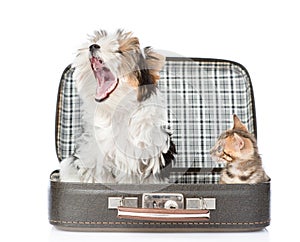 Biewer-Yorkshire terrier and bengal cat sitting in a suitcase. i