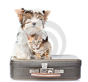 Biewer-Yorkshire terrier and bengal cat sitting on a suitcase. isolated on white