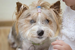 Biewer-Yorkshire terrier breed dog sits and looks up. isolated on white background. Dog pet, terrier, york, breed, cute