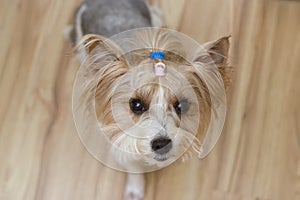 Biewer-Yorkshire terrier breed dog sits and looks up. isolated on white background. Dog pet, terrier, york, breed, cute