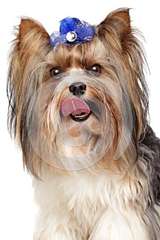 Biewer Yorkshire terrier. Close-up portrait on white background