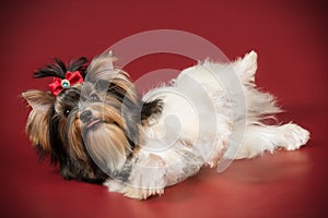 Biewer Yorkshire Terrier on colored backgrounds