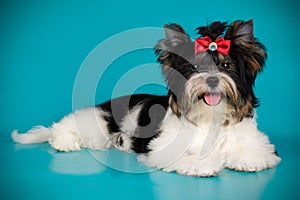 Biewer Yorkshire Terrier on colored backgrounds