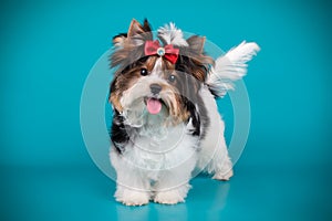 Biewer Yorkshire Terrier on colored backgrounds