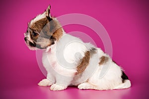 Biewer Yorkshire Terrier on colored backgrounds