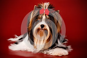 Biewer Yorkshire Terrier on colored backgrounds