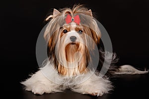 Biewer Yorkshire Terrier on colored backgrounds