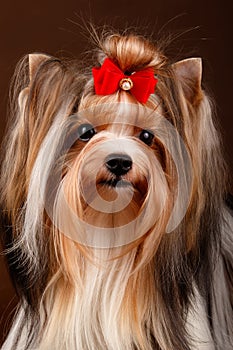 Biewer Yorkshire Terrier on colored backgrounds