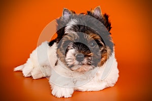 Biewer Yorkshire Terrier on colored backgrounds