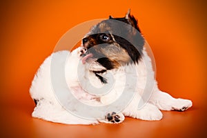 Biewer Yorkshire Terrier on colored backgrounds