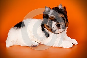 Biewer Yorkshire Terrier on colored backgrounds