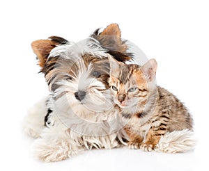 Biewer-Yorkshire terrier dog and bengal cat lying together. isolated