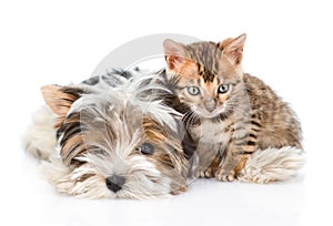 Biewer-Yorkshire terrier dog and bengal cat lying together. isolated