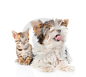 Biewer-Yorkshire terrier dog and bengal cat lying together. isolated on white background