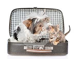 Biewer-Yorkshire terrier dog sniffing bengal cat in open bag. is