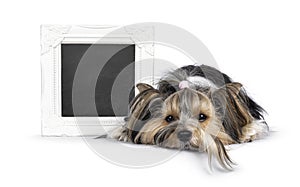 Biewer Yorkshire Terrier dog on white