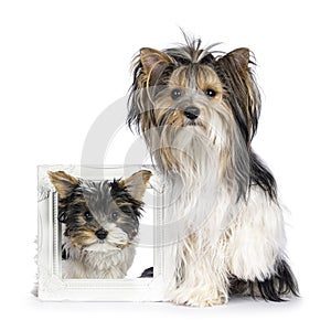 Biewer Yorkshire Terrier dog on white