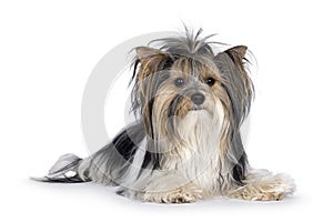 Biewer Yorkshire Terrier dog on white