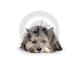 Biewer Yorkshire Terrier dog on white