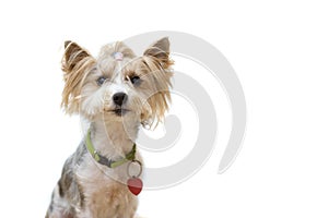 Biewer-Yorkshire terrier. isolated on white background sits and looks up. Dog pet, terrier, york, breed. Training