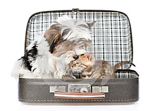 Biewer-Yorkshire terrier kissing bengal cat in open bag. isolated