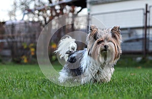 Biewer Yorkshire Terrier looks as queen. Takes an important position in front of his subjects. Portrait of Yorkshire in the garden