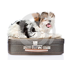 Biewer-Yorkshire terrier lying on a bag. isolated on white