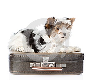 Biewer-Yorkshire terrier lying on a suitcase. isolated on white