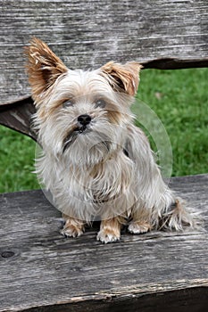 Biewer yorkshire terrier a new breed of dogs