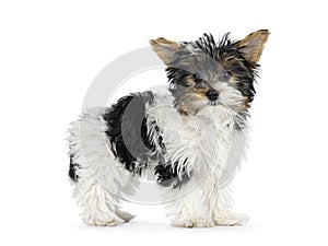 Biewer Yorkshire terrier pup on white