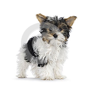 Biewer Yorkshire terrier pup on white