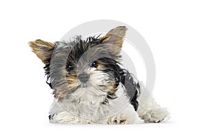 Biewer Yorkshire terrier pup on white