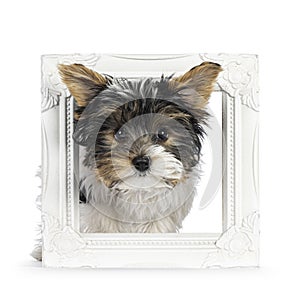 Biewer Yorkshire terrier pup on white
