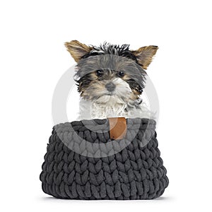 Biewer Yorkshire terrier pup on white