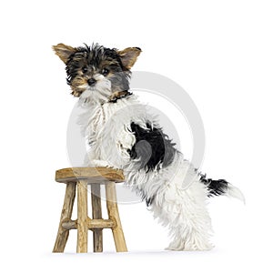 Biewer Yorkshire terrier pup on white