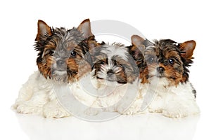 Biewer Yorkshire terrier puppies