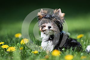 Biewer Yorkshire Terrier puppy