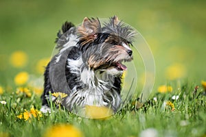 Biewer Yorkshire Terrier puppy