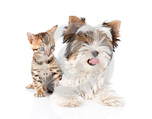 Biewer-Yorkshire terrier puppy and bengal kitten lying in fron. isolated on white