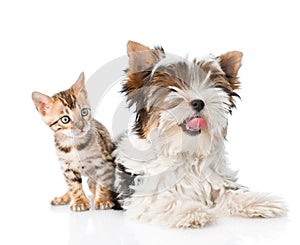 Biewer-Yorkshire terrier puppy and bengal kitten lying in front. isolated on white