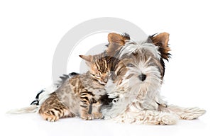 Biewer-Yorkshire terrier puppy and bengal kitten lying together. isolated on white