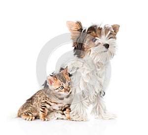 Biewer-Yorkshire terrier puppy and bengal kitten sitting together. isolated