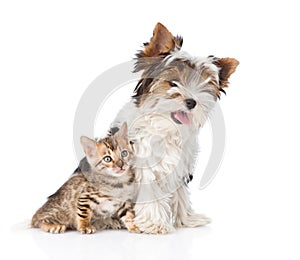 Biewer-Yorkshire terrier puppy and bengal kitten sitting together. isolated on white